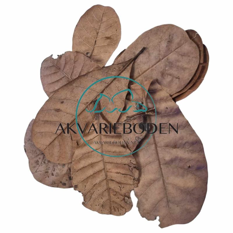 Cashew Blader 10pk