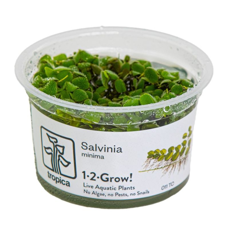 Salvinia auriculata - 1-2 Grow!
