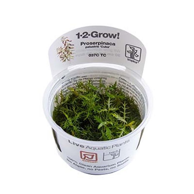 Hovedbilde Proserpinaca palustris cuba 1-2grow