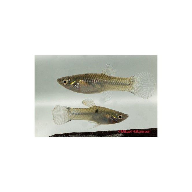Hovedbilde Poecilia vivipara VF